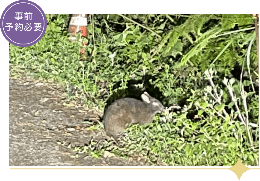 アマミノクロウサギナイトツアー